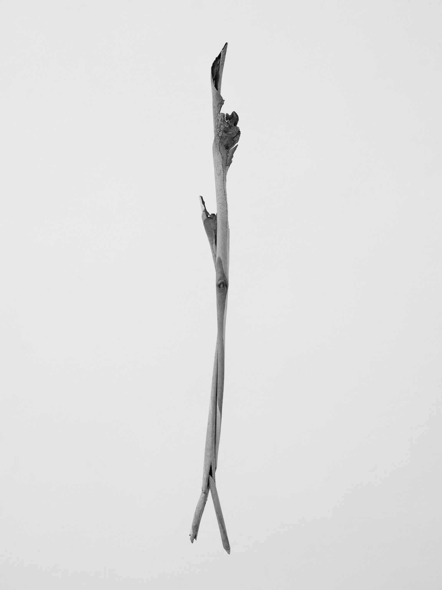 © Martin Friedrich